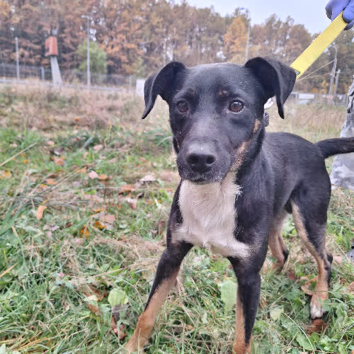 Psy ze schroniska do adopcji Scooby