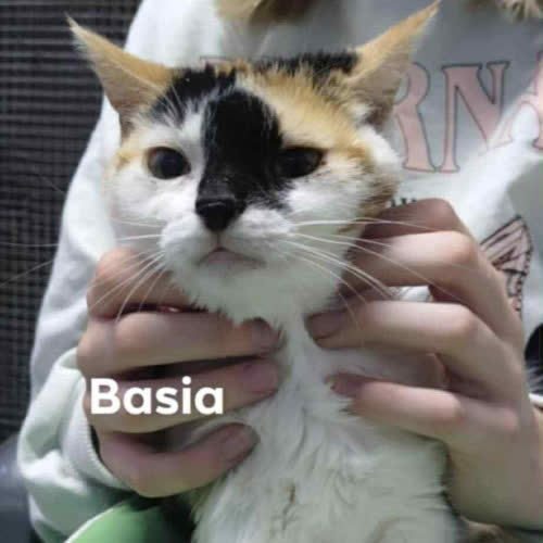 Basia