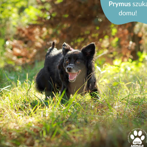 Psy ze schroniska do adopcji Prymus