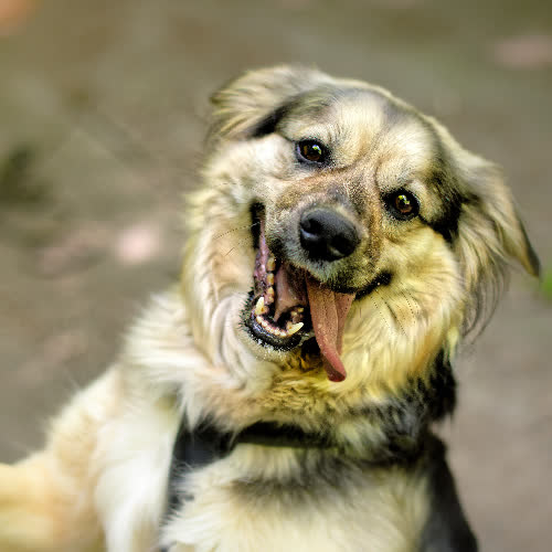 Psy ze schroniska do adopcji Indygo