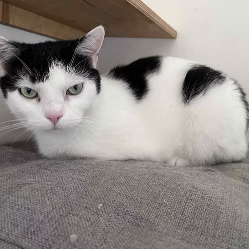 Koty ze schroniska do adopcji AGENT