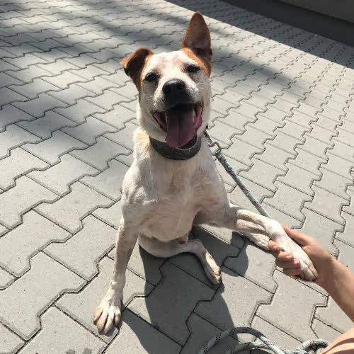 Psy ze schroniska do adopcji Burłaj