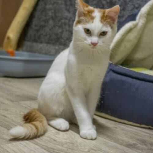 Koty ze schroniska do adopcji Zulu