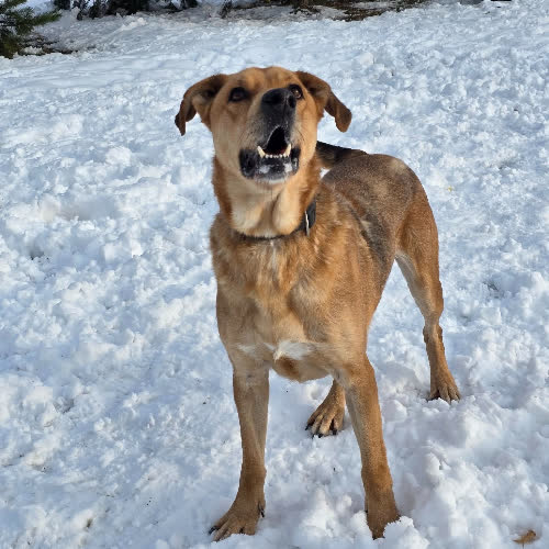 Psy ze schroniska do adopcji Cooper