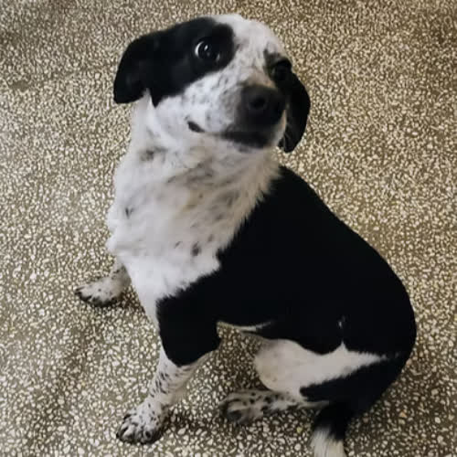 Psy ze schroniska do adopcji OREO