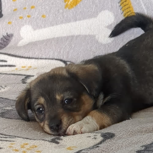 Astro