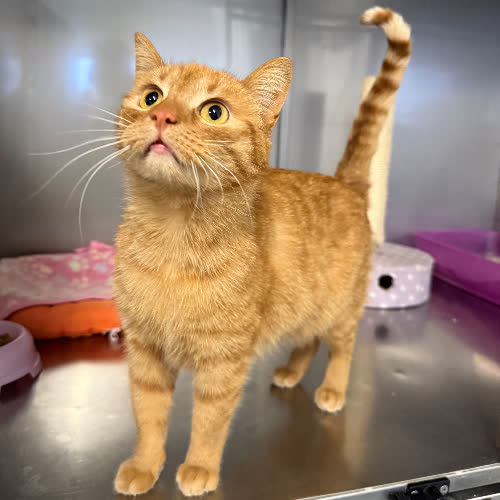 Koty ze schroniska do adopcji Rudi