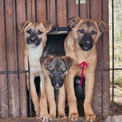 Psy ze schroniska do adopcji Tila