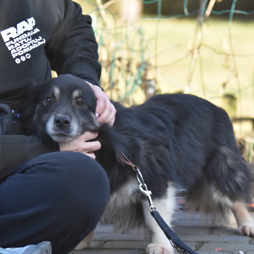 Psy ze schroniska do adopcji Tymek