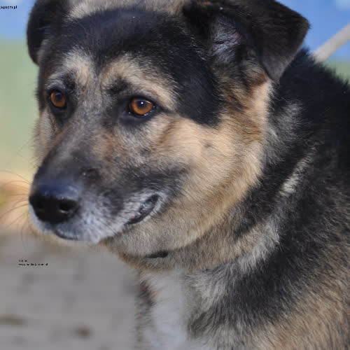 Psy ze schroniska do adopcji Cosmo