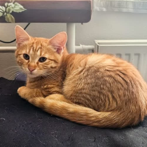 Koty ze schroniska do adopcji Danio 