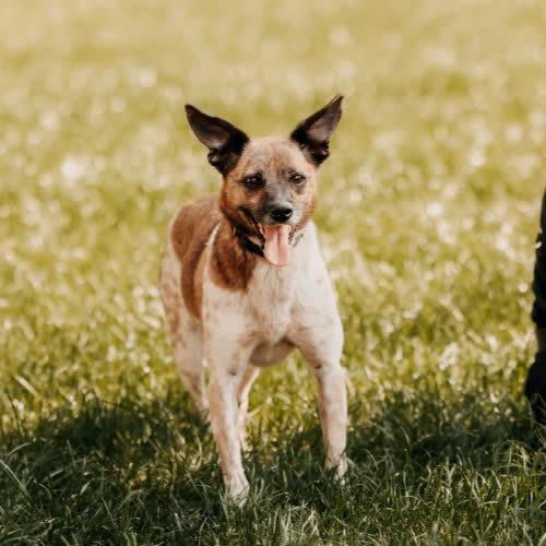 Psy ze schroniska do adopcji Niuńka