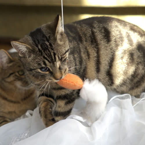 Koty ze schroniska do adopcji Okruszek