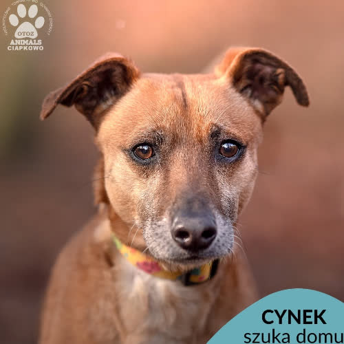 Cynek