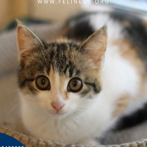 Koty ze schroniska do adopcji Sentino