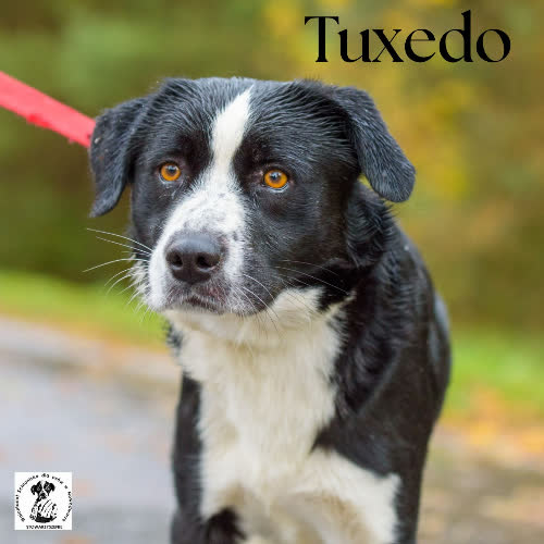 Psy ze schroniska do adopcji Tuxedo