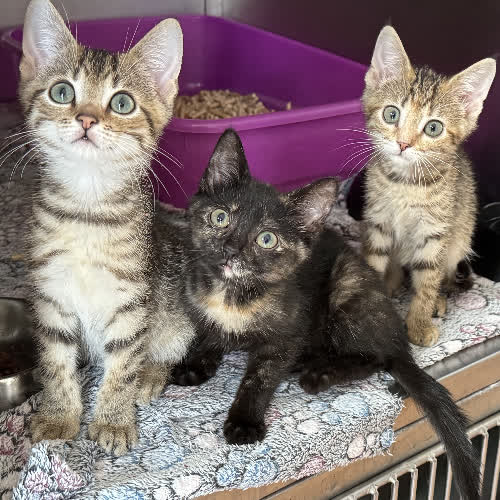 Koty ze schroniska do adopcji CybatKostkaTrytka