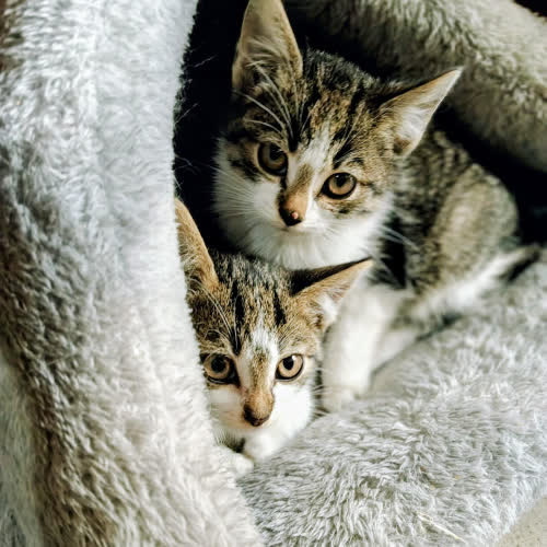 Koty ze schroniska do adopcji CIASTEK KOKOSANKA