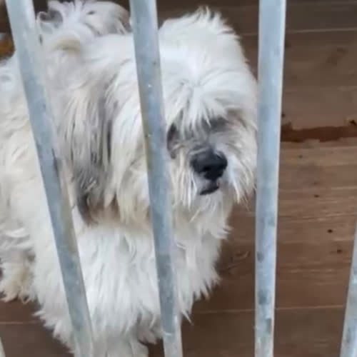 Psy ze schroniska do adopcji Amor