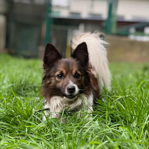 Psy ze schroniska do adopcji Pompon