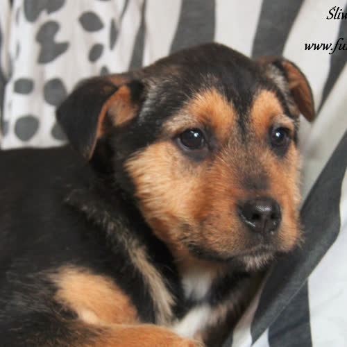 Psy ze schroniska do adopcji Śliwka