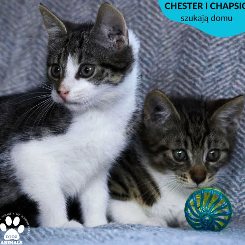 Chester i Chapsio