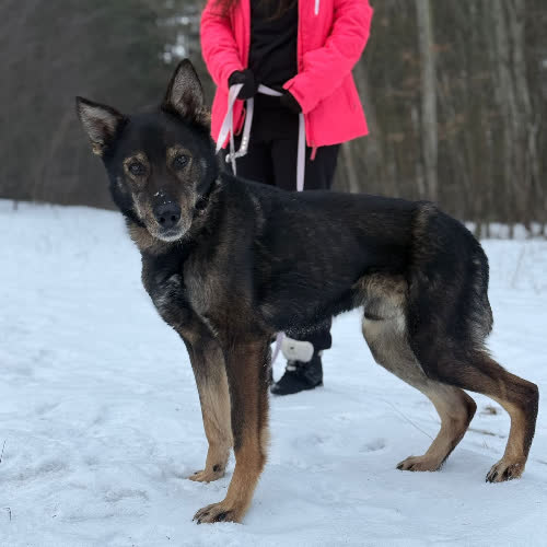 Psy ze schroniska do adopcji Owidiusz
