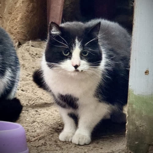 Koty ze schroniska do adopcji Otto