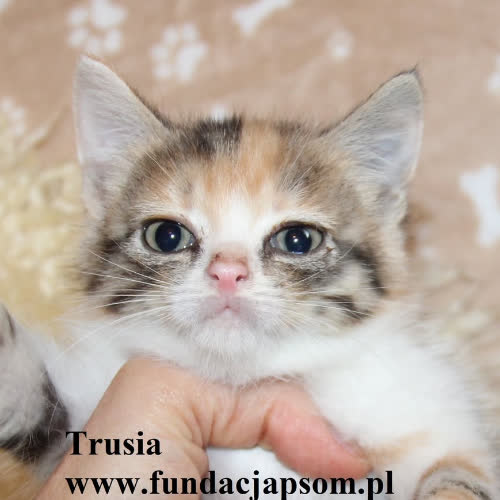 Koty ze schroniska do adopcji Trusia
