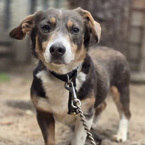 Psy ze schroniska do adopcji Majk