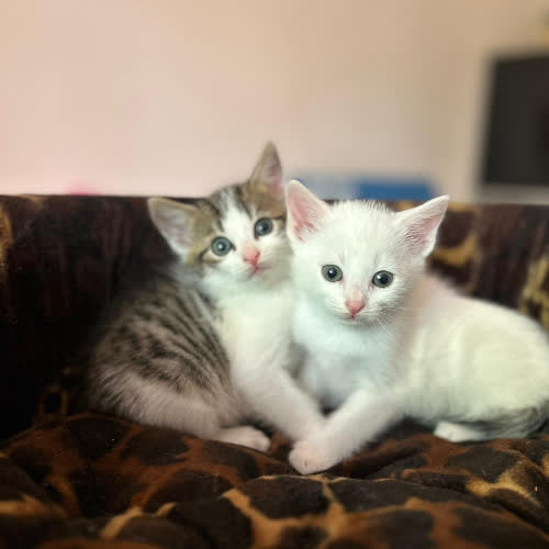 Koty ze schroniska do adopcji Liza i Lizak