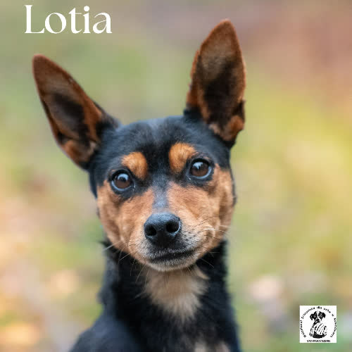 Psy ze schroniska do adopcji Lotia