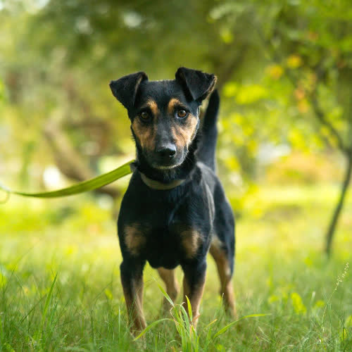 Psy ze schroniska do adopcji DARWIN