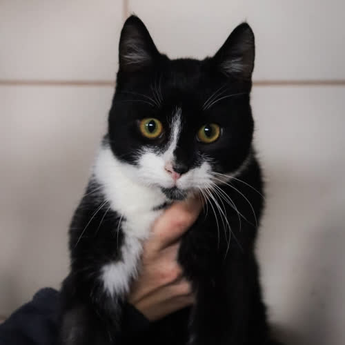 Koty ze schroniska do adopcji Dustin 