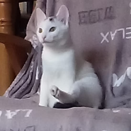 Koty ze schroniska do adopcji Izis