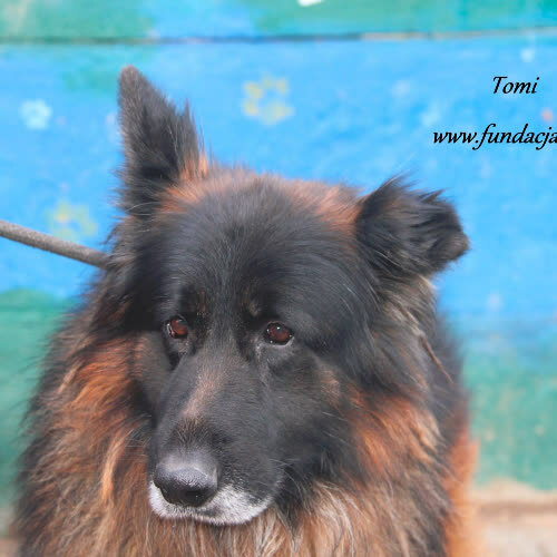 Psy ze schroniska do adopcji Tomi