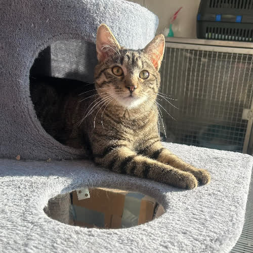 Koty ze schroniska do adopcji Domiś 