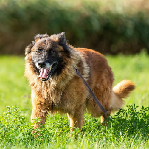 Psy ze schroniska do adopcji Bandek