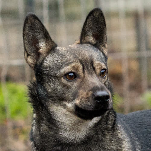 Psy ze schroniska do adopcji Figielek