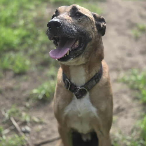 Psy ze schroniska do adopcji Diego mix owczarek belgijski 