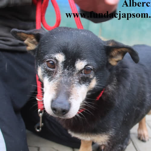 Psy ze schroniska do adopcji Albercik