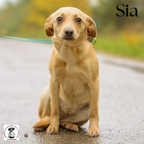 Psy ze schroniska do adopcji Sia