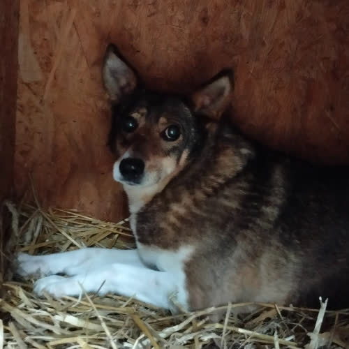 Psy ze schroniska do adopcji DELTA 