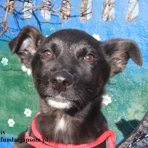 Psy ze schroniska do adopcji Aramis