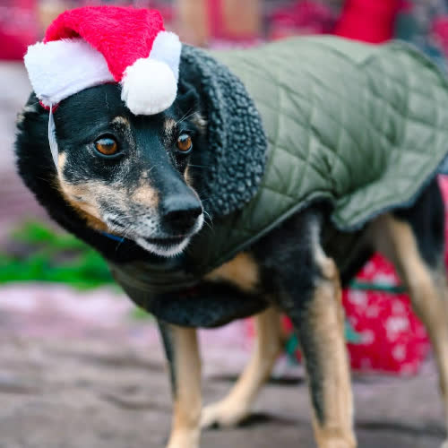 Psy ze schroniska do adopcji Kaila