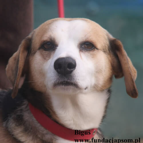 Psy ze schroniska do adopcji Biguś