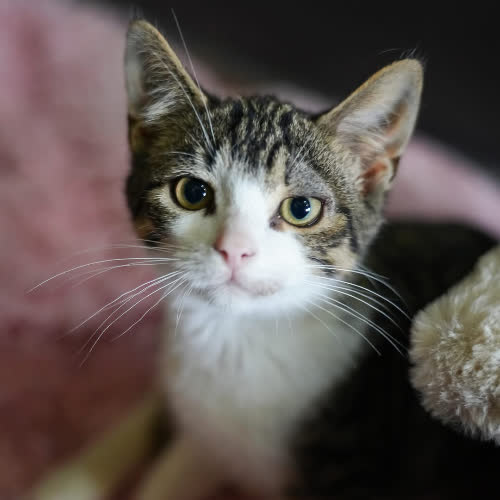 Koty ze schroniska do adopcji Pesto