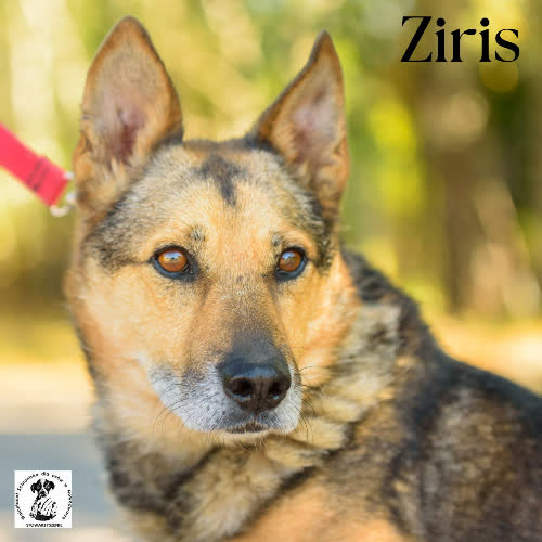 Psy ze schroniska do adopcji Ziris