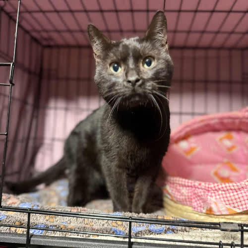 Koty ze schroniska do adopcji Patryk 