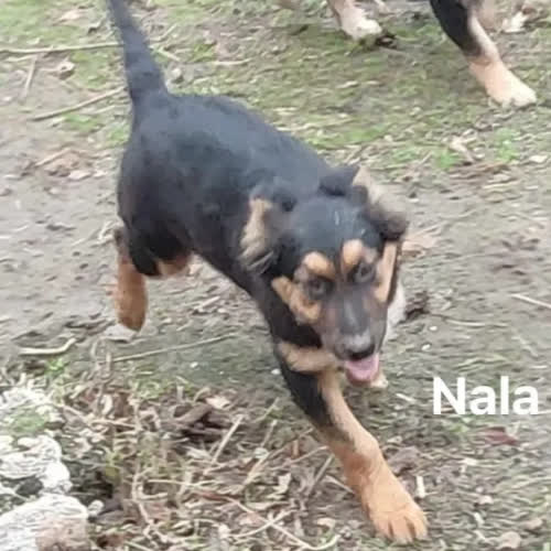 Nala